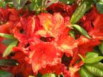 Azalea Knap Hill Hybride orange-rot bl�hend - Gro�blumige Azalee orange-rot bl�hend