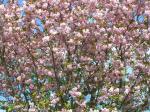 Prunus serrulata Kanzan - Japanische Nelkenkirsche