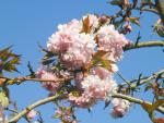 Prunus serrulata Kiku Shidare Sakura - Japanische H�ngekirsche