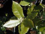 Quercus ilex - Ilexbl�ttrige Eiche, Steineiche
