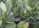 Berberis buxifolia Nana - Buxusblättrige Berberitze