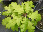 Quercus shumardii - Shumard�s Eiche