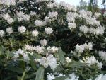 Rhododendron Hybr. Cunningham's White - Alpenrose Cunningsham's White