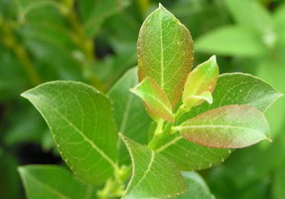Triebspitze von Salix schraderiana