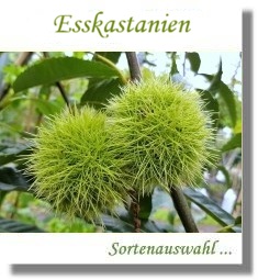 Esskastanien, Maronen