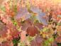 Preview: Goldjohannisbeere im bunten Herbstkleid