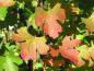 Preview: Herbstfärbung bei Ribes aureum