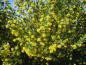 Preview: Überreiche Blüte bei Ribes aureum