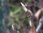 Preview: Ribes aureum - Knospen