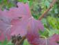 Preview: Bunte Herbstfärbung: Ribes aureum