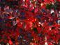 Preview: Das Laub von Berberis media Red Jewel färbt sich im Winter prächtig rot
