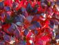 Preview: Ab November färbt sich das Laub der Berberitze Red Jewel purpur-rot