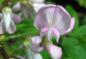 Preview: Rosa Blüten der Robinia hispida Macrophylla