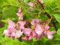 Preview: Die rosa Büten der Borstenrobinie sind auch bei Bienen beliebt.