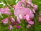 Preview: Hübsche rosa Blüten der Robinia hispida Macrophylla