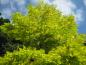 Preview: Goldgelbes Laub der Robinia pseudoacacia Frisia