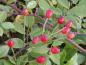 Preview: Herbstlicher Fruchtschmuck bei Rosa arvensis