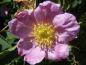 Preview: Einfache rosa Blüte der Eschenblättrigen Rose
