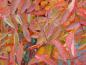 Preview: Rosa blanda: Schöne gelb-rote Herbstfärbung