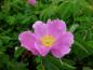 Preview: Rosablühende Wildrose - Eschenblättrige Rose