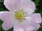 Preview: Nahaufnahme der zartrosa Blüte der Rosa canina
