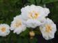 Preview: Weißen Blüten der Kletterrose (Rosa filipes).