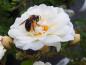 Preview: Auch bei Bienen und Hummeln beliebt: die Kletterrose Rosa filipes