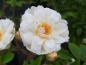 Preview: Die halbgefüllten, weißen Blüten der Rosa filipes