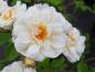 Preview: Die Kletterrose Rosa filipes blüht weiß und halbgefüllt.