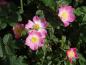 Preview: Pinker Blütenflor bei Rosa glauca