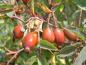 Preview: Hagebutten von Rosa glauca