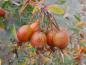 Preview: Reife Hagebutten bildet die Rosa glauca im Herbst aus
