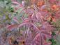 Preview: Rotes Herbstlaub von Rosa majalis