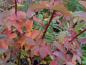 Preview: Die Zimtrose mit herbstlich gefärbten Laub