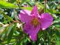 Preview: Die zierliche rosa Blüte der Glanzrose