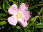 Preview: Nahaufnahme der rosa Blüte von Rosa nitida