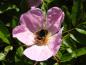 Preview: Glanzrose als Bienennährgehölz
