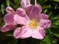 Preview: Detail der pinken Blüte von Rosa nitida