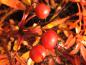 Preview: Rote Habegutten im orangen Herbstlaub - Glanzrose