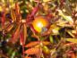Preview: Frucht und oranges Herbstlaub bei Rosa nitida