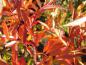 Preview: Aufnahme aus Mitte Oktober: Orange-rote Herbstfärbung der Glanzrose