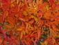Preview: Das Laub von Rosa nitida färbt sich im Herbst prächtig rot.