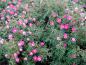 Preview: Rosa nitida in voller Blüte