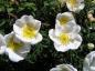 Preview: Rosa pimpinellifolia im Blütenflor