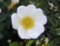 Preview: Die Blüte der Bibernellrose in der Nahaufnahme