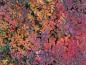 Preview: Facettenreiche Herbstfärbung des Laubes von Rosa pimpinellifolia