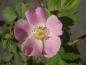 Preview: Blüte von Rosa rubiginosa