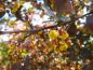 Preview: Schöner Kontrast bei der Rotblättrigen Strauchberberitze: Gelbe Blüten und dunkelrote Blätter.