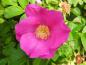 Preview: Pinke, duftende Blüte der Rosa rugosa