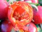 Preview: Von Vögeln angepickte Frucht der Apfelrose